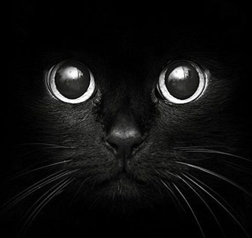 imagenes de gatos negros www.diseñoscreativos.com portada