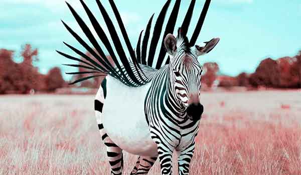 25 Fotomontajes de Animales con Photoshop